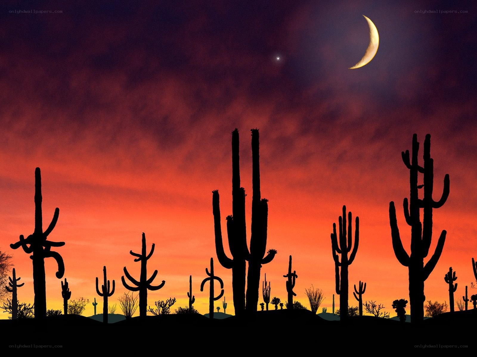 Desert cacti at sunset