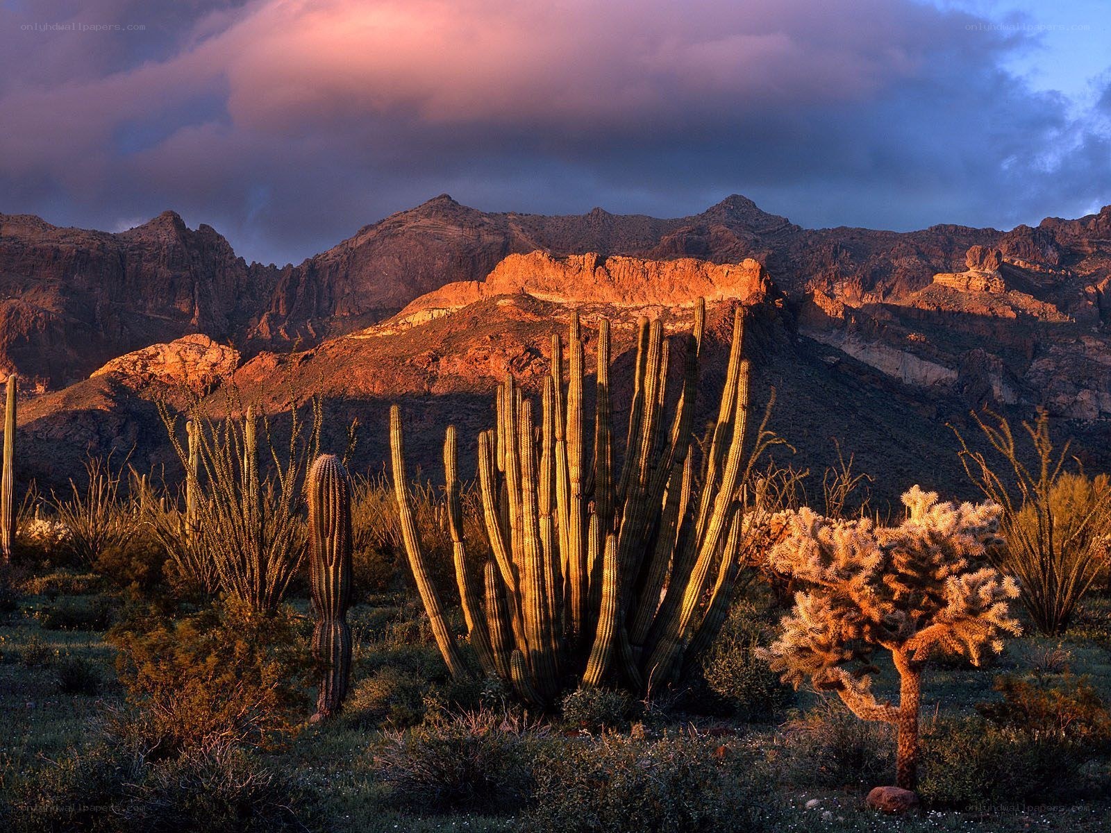 Desert cacti at sunset