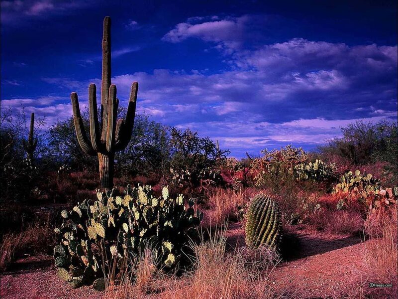 Desert cacti under dramatic sky