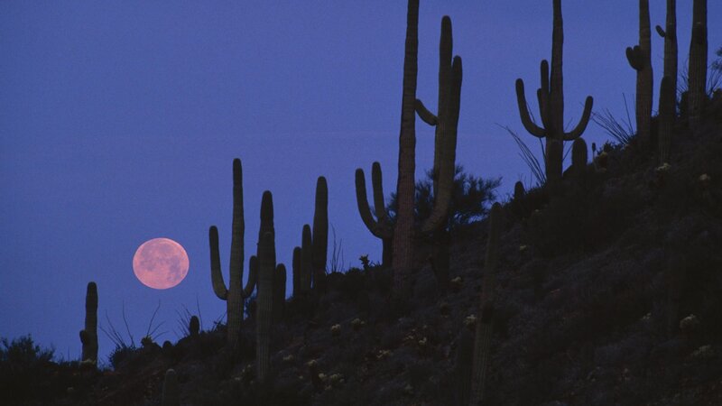 Desert cacti under pink moon