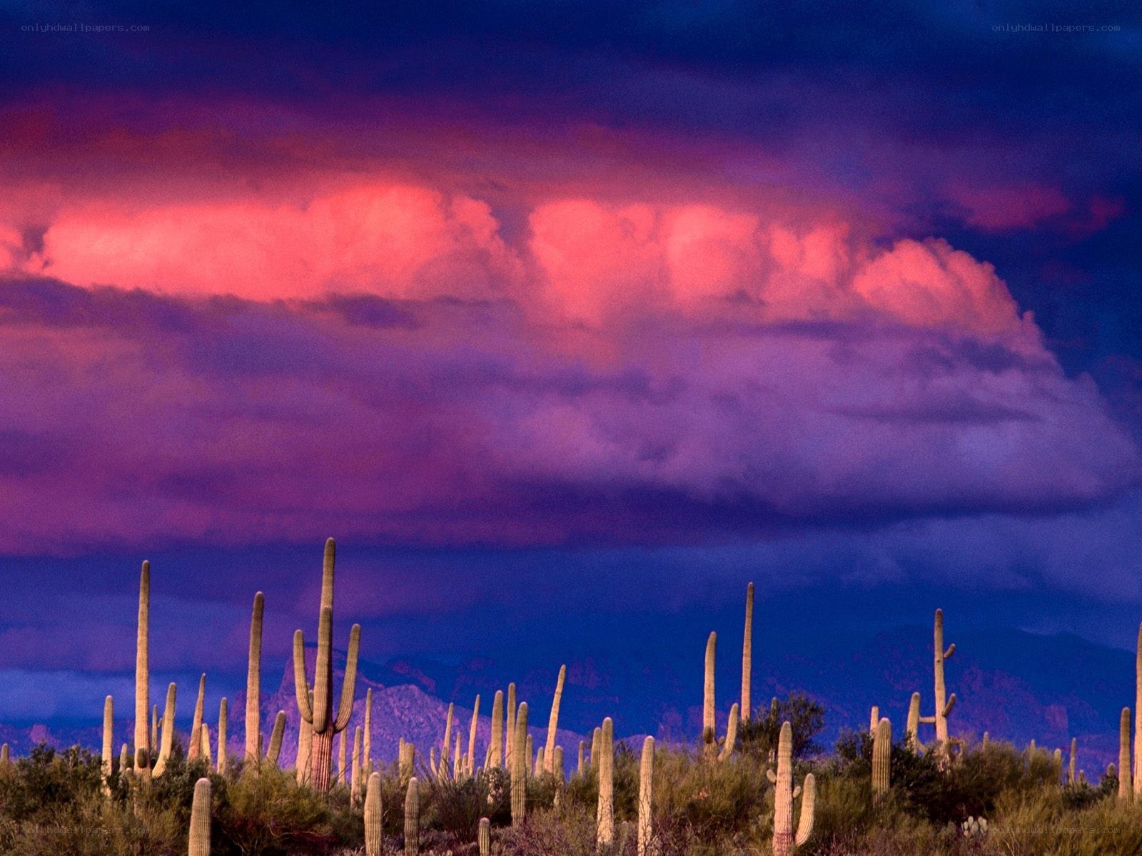 Desert cacti under stormy sky