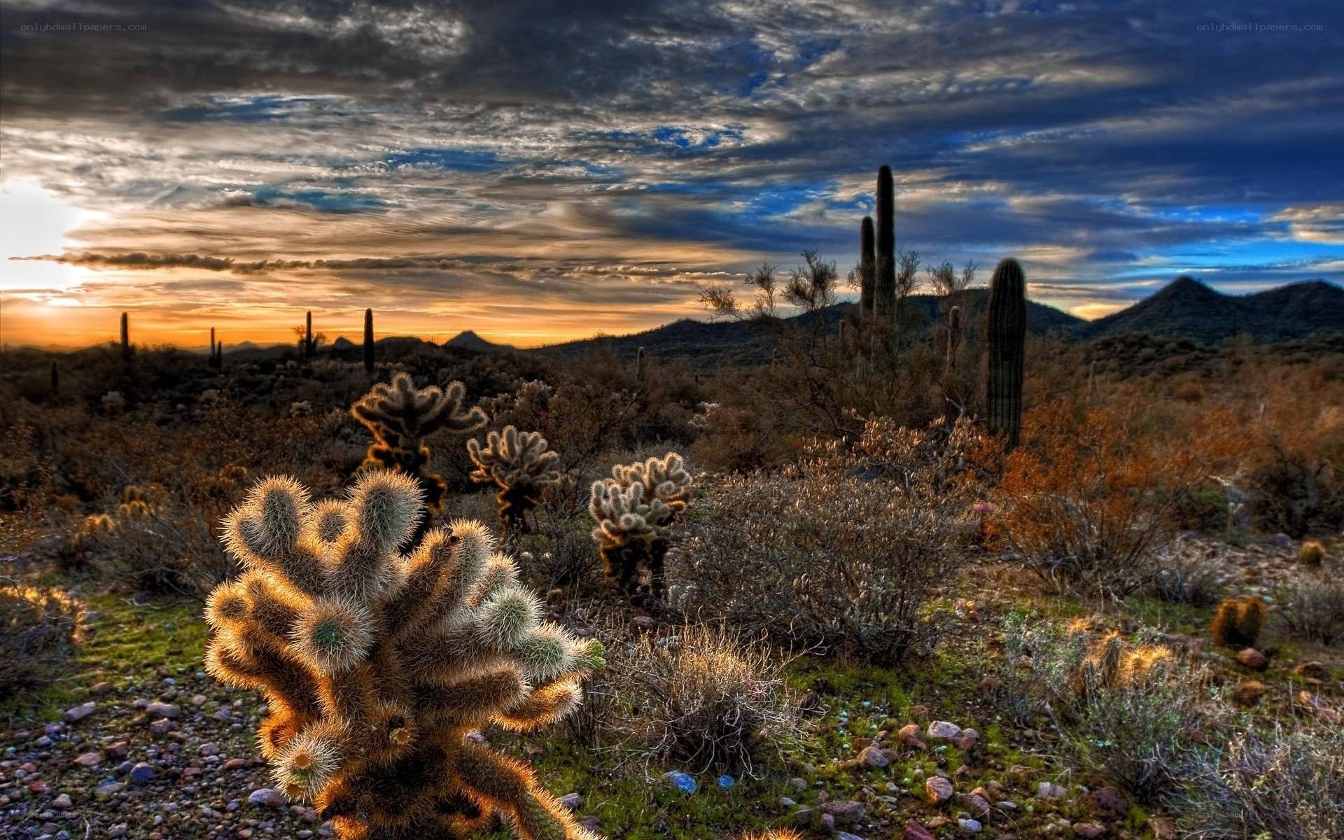Desert cactus at sunset