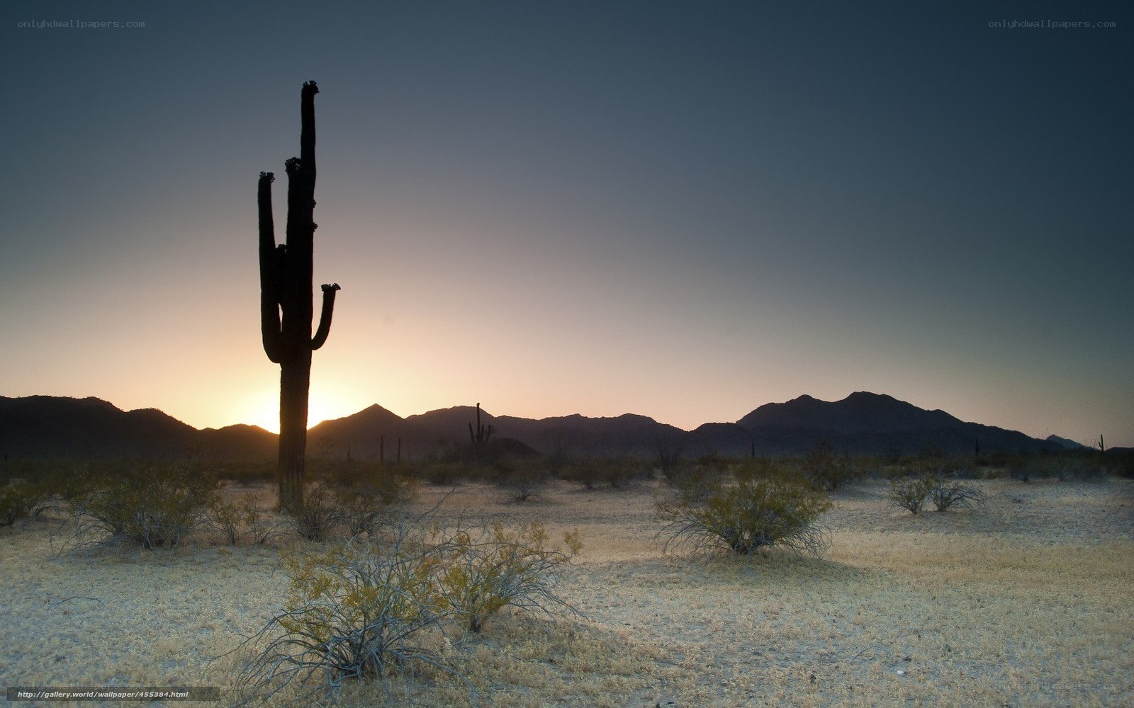 Desert cactus at sunset