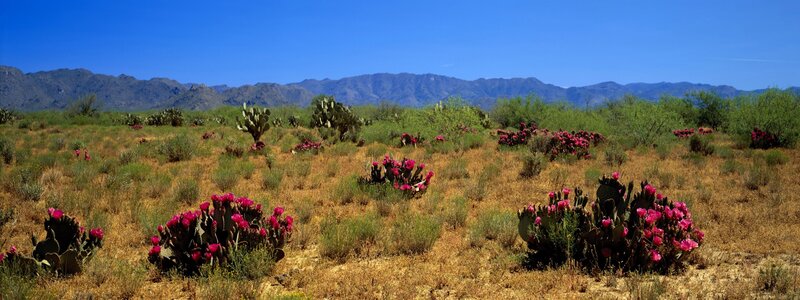 Desert cactus bloom