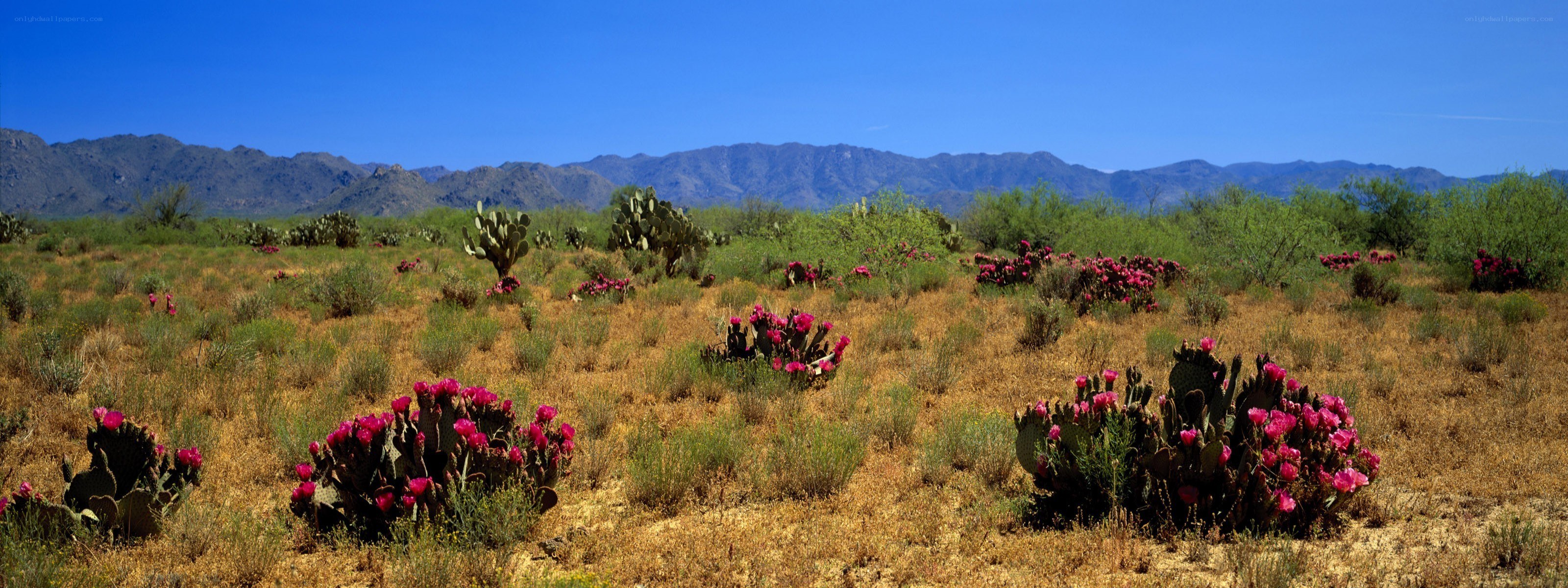 Desert cactus bloom