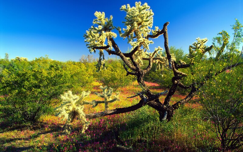 Desert cactus in bloom