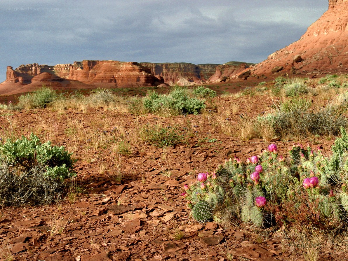 Desert cactus in red rock canyon