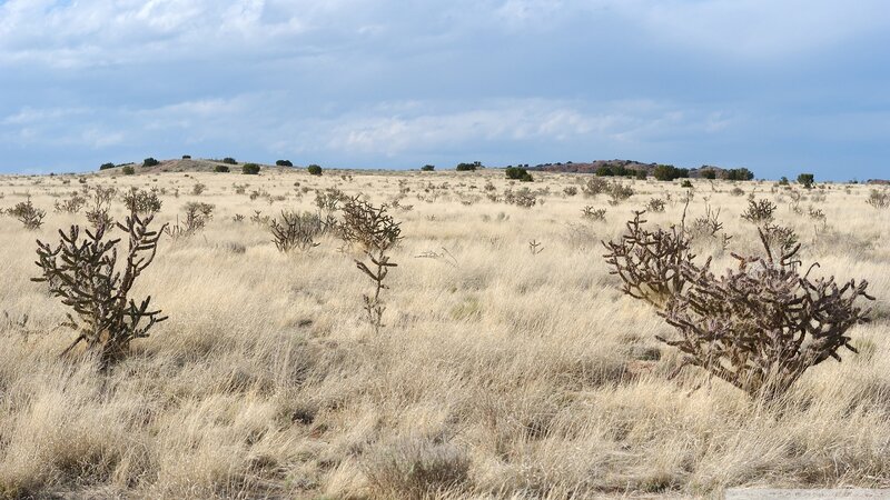 Desert Cactus Landscape — Beige