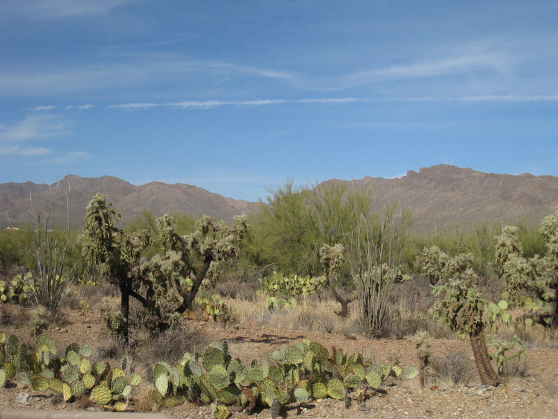 Desert Cactus Landscape — Blue