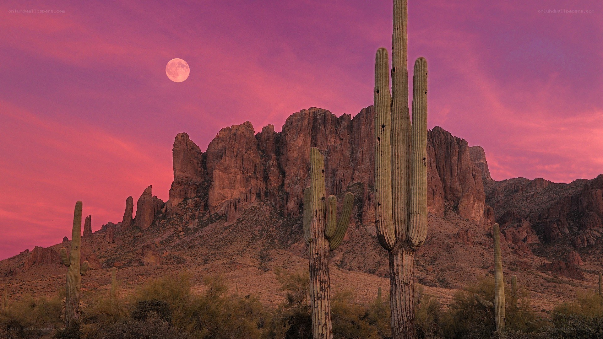 Desert cactus under pink sky