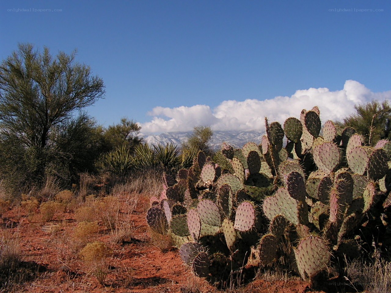 Desert cactus with mountains
