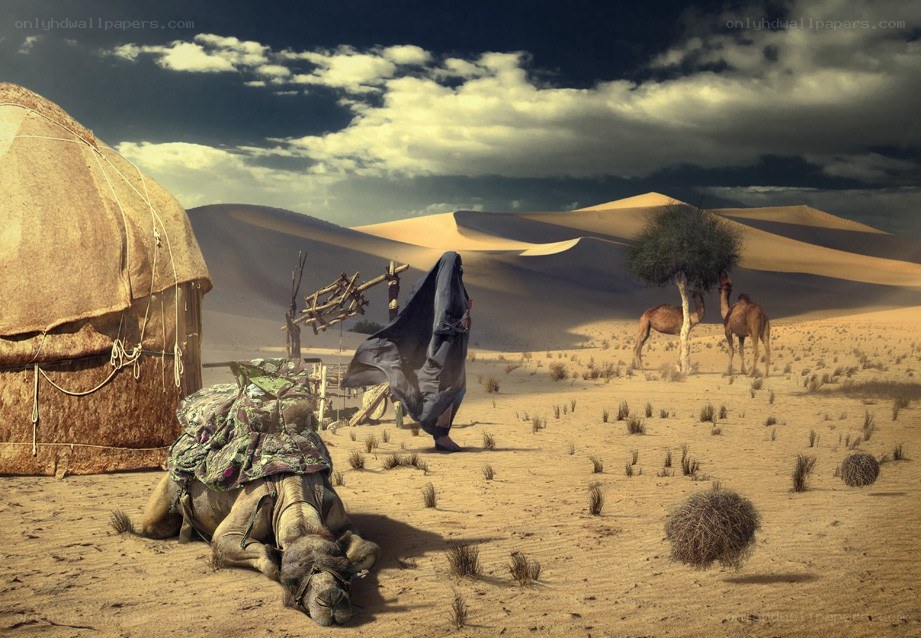 Desert camp with camels