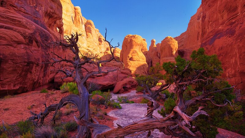 Desert Canyon Landscape — Red