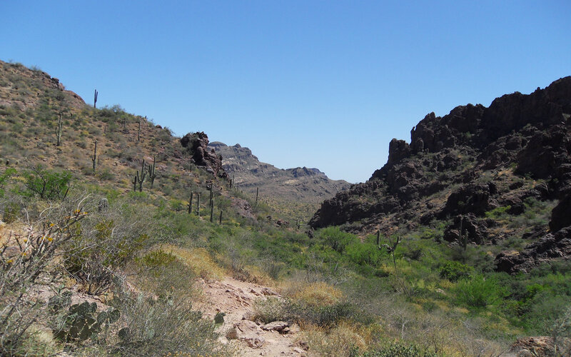 Desert canyon with cacti
