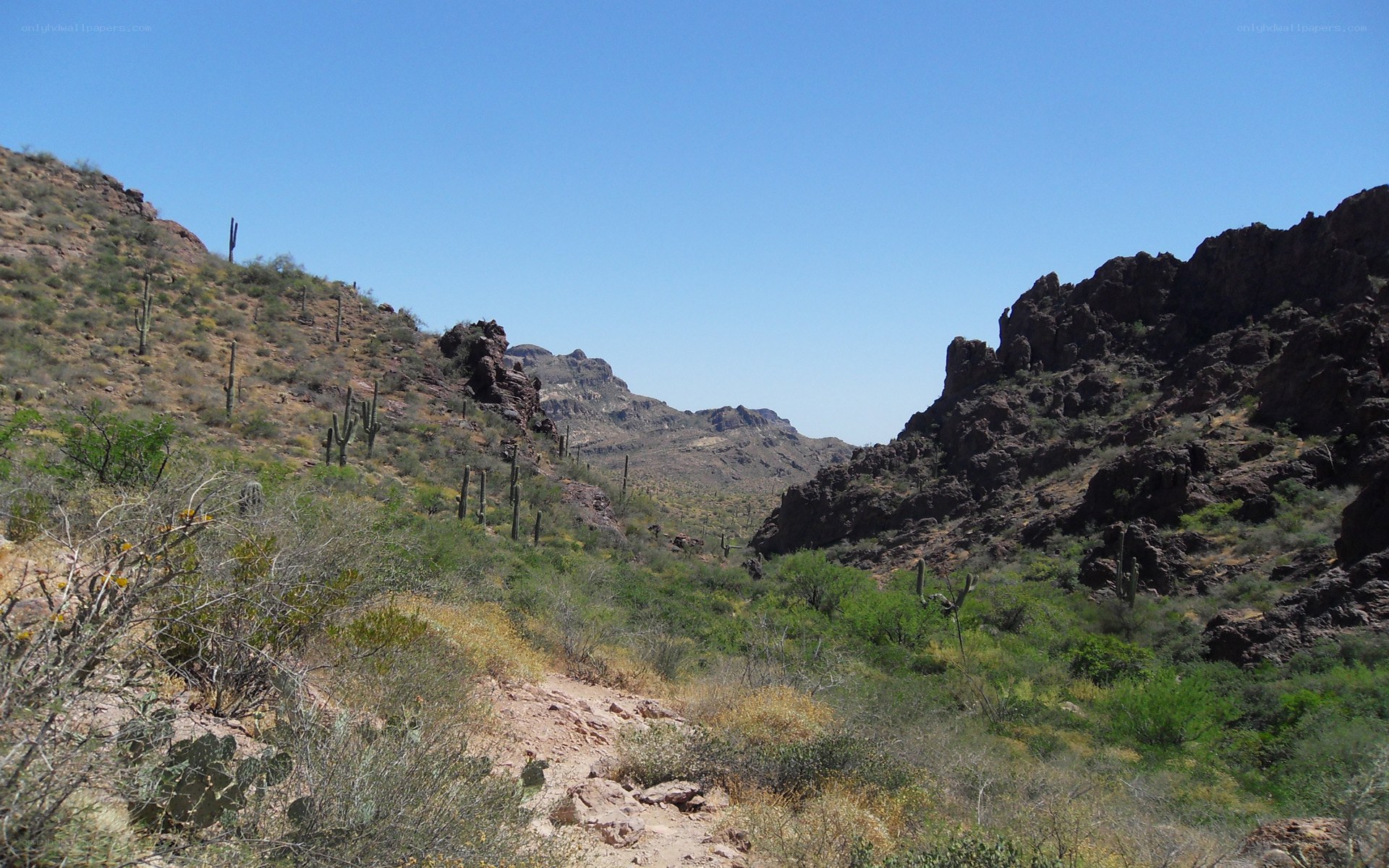 Desert canyon with cacti