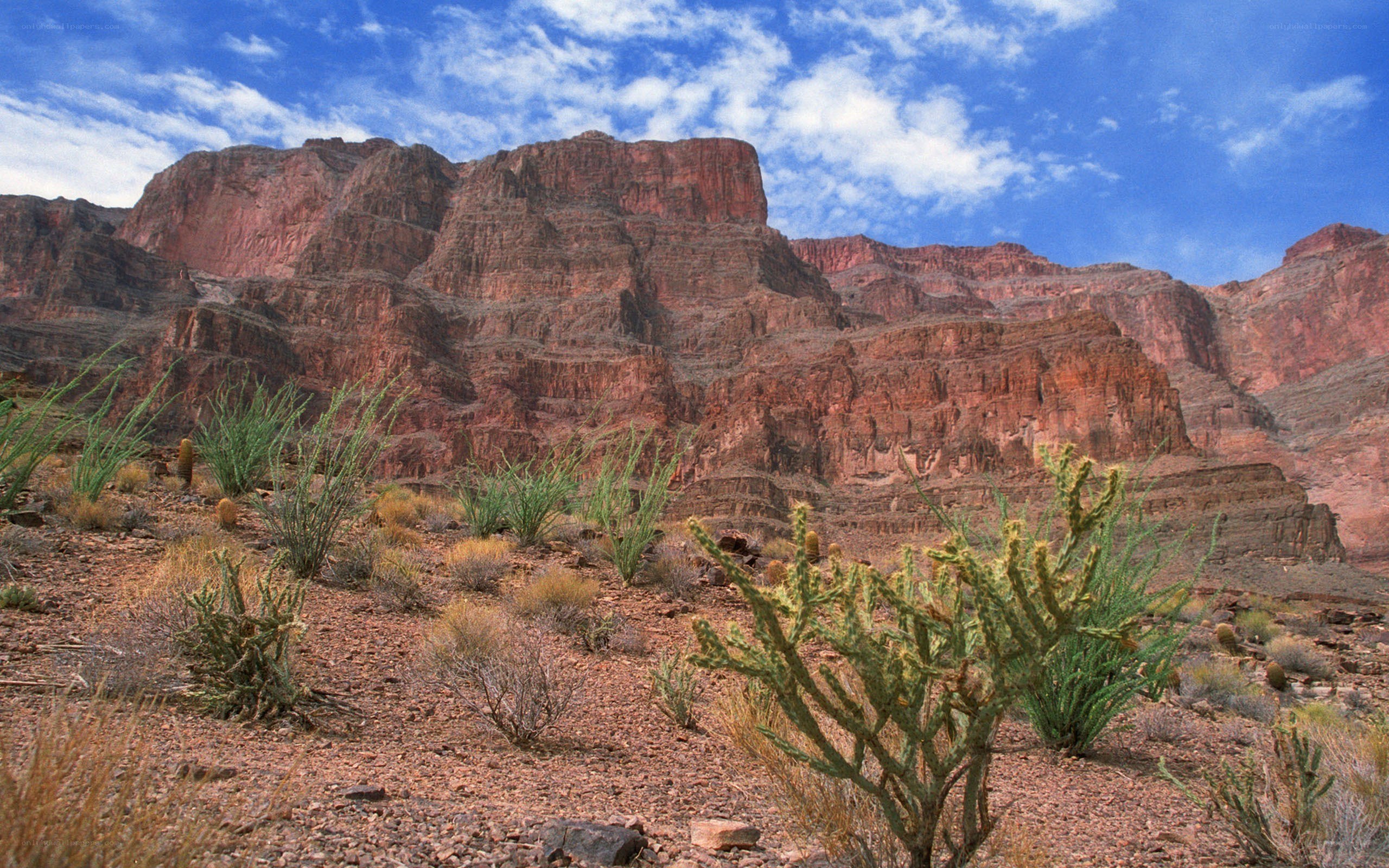 Desert canyon with cacti