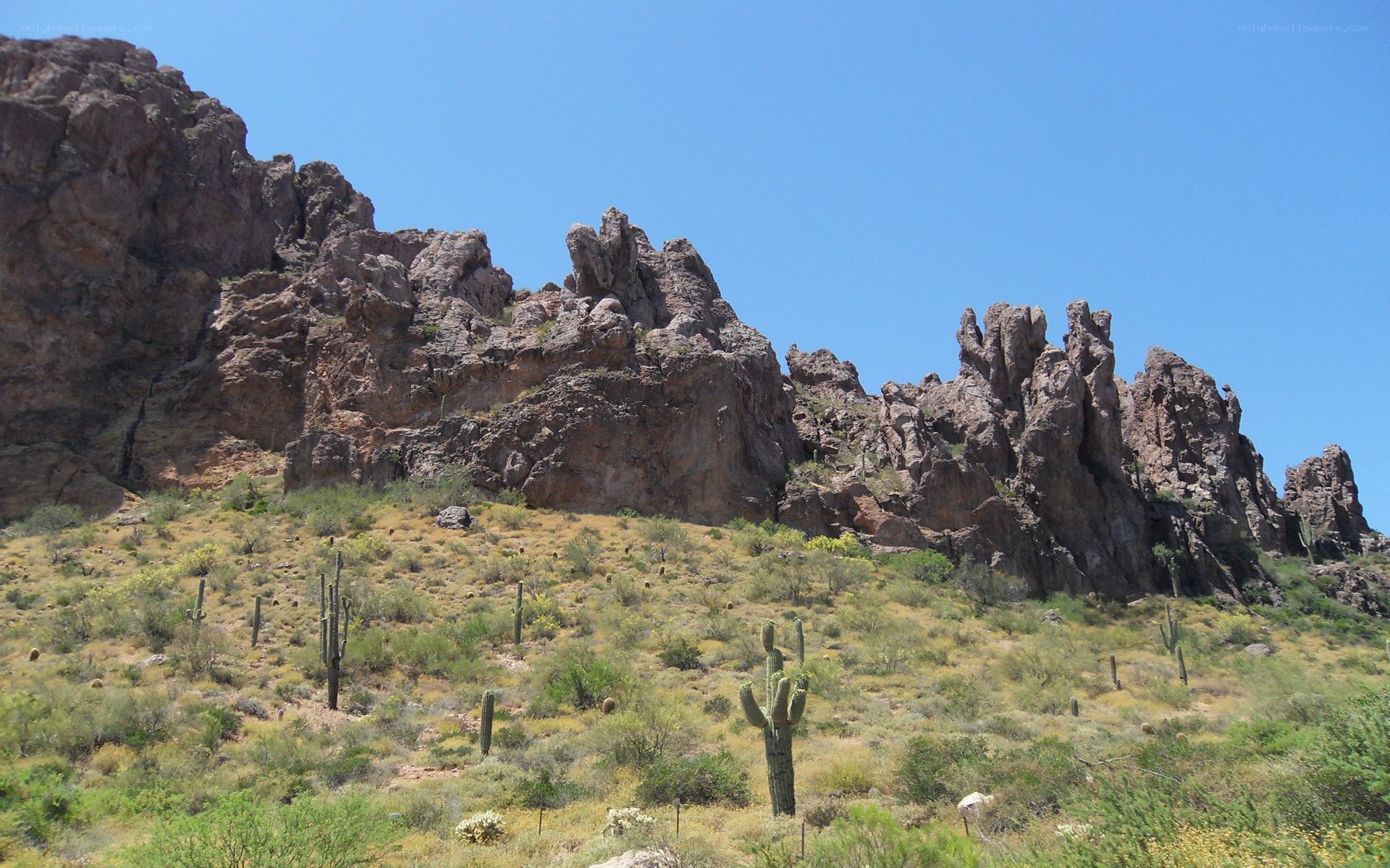 Desert canyon with cacti