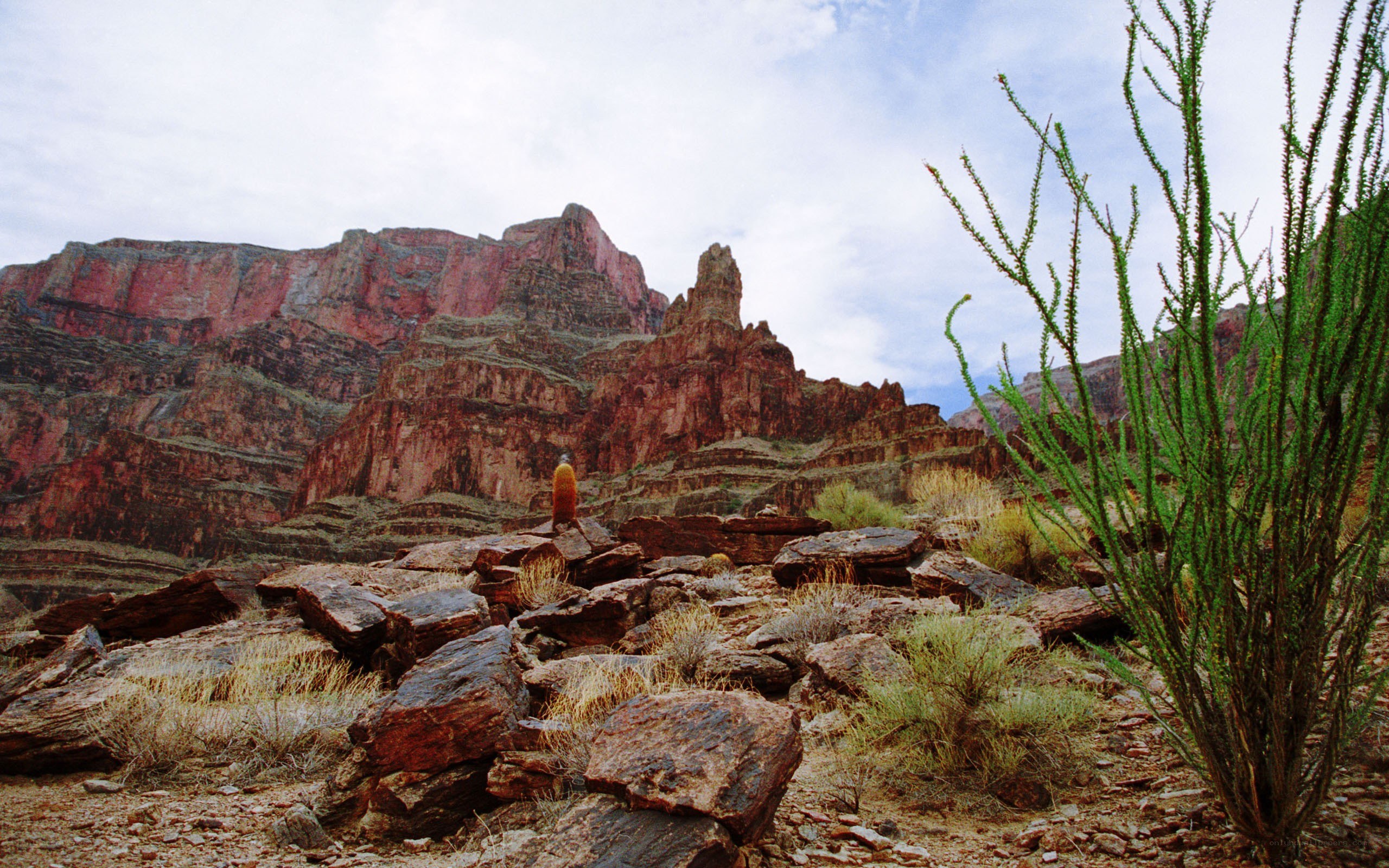 Desert canyon with cactus