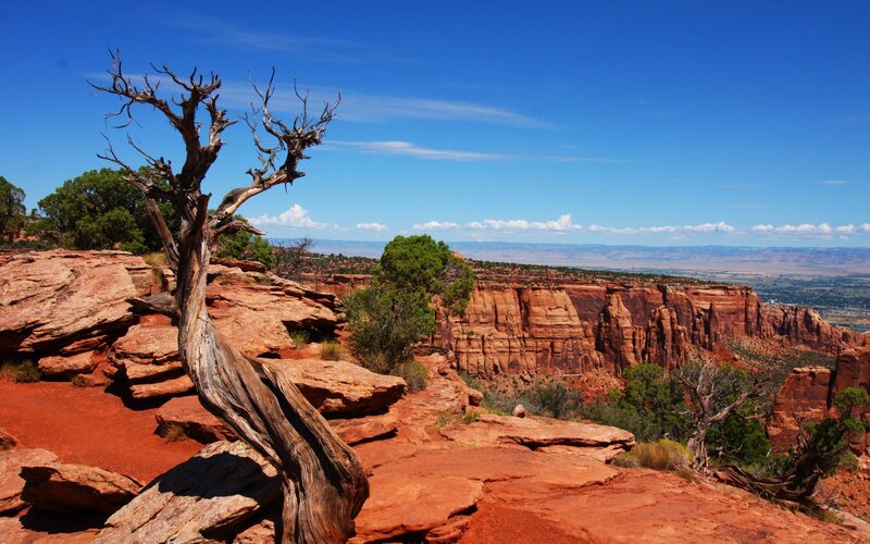 Desert canyon with dead tree
