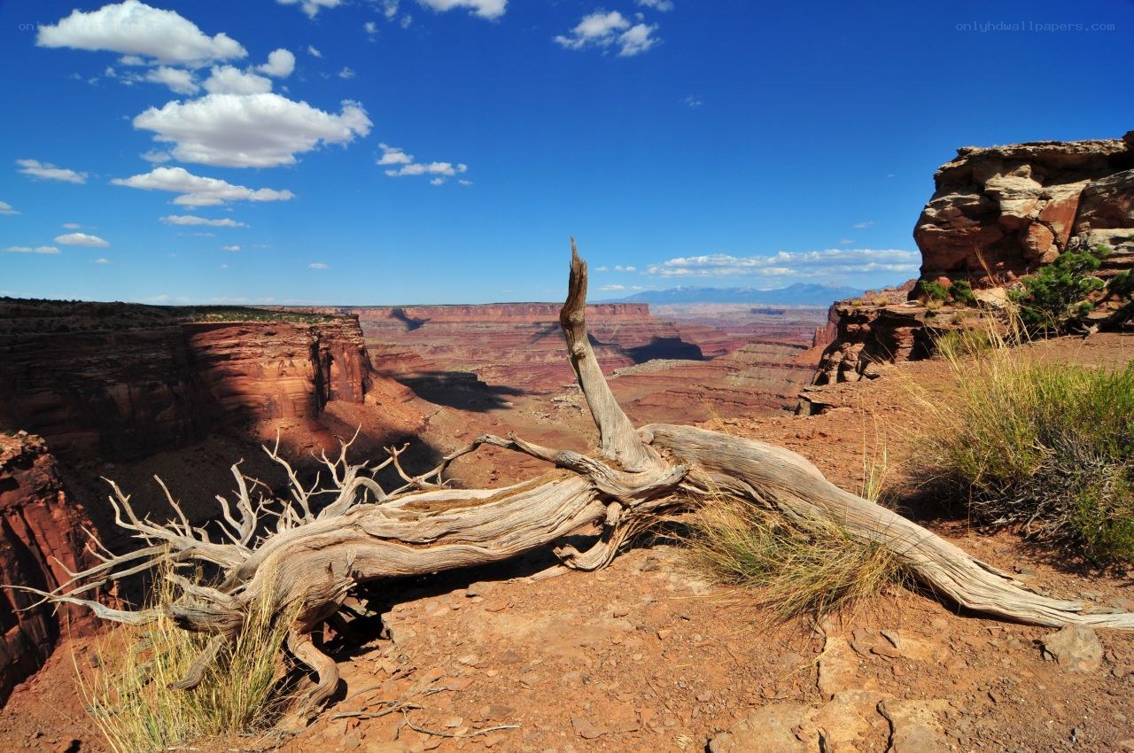 Desert canyon with driftwood