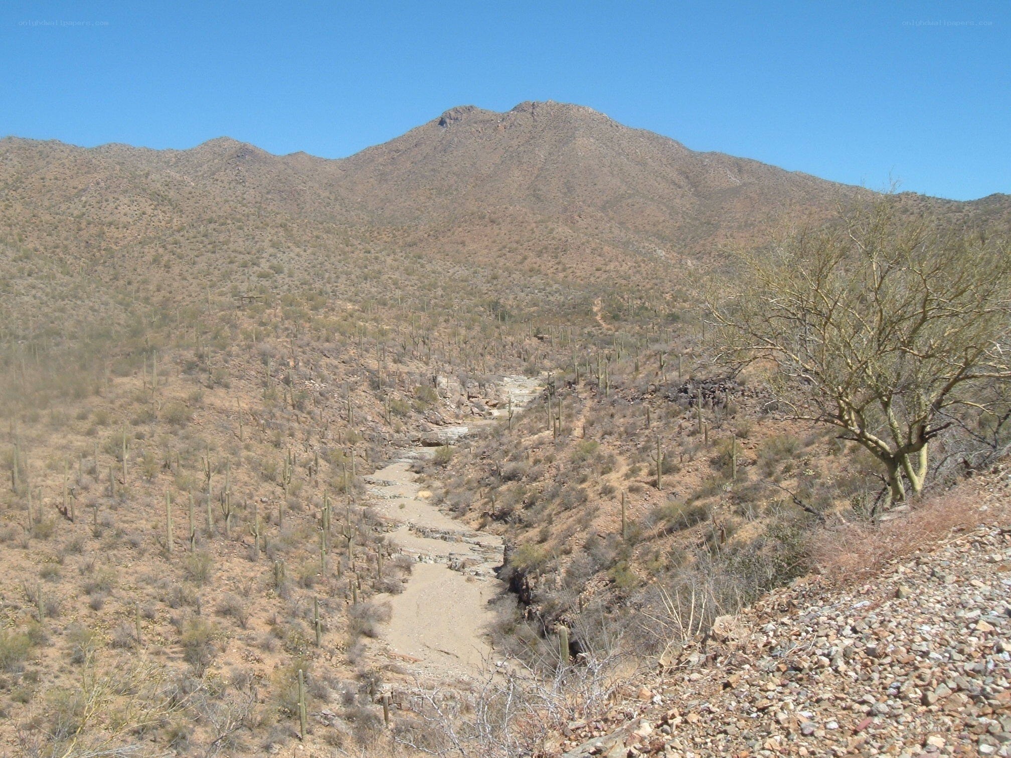 Desert canyon with saguaro cacti