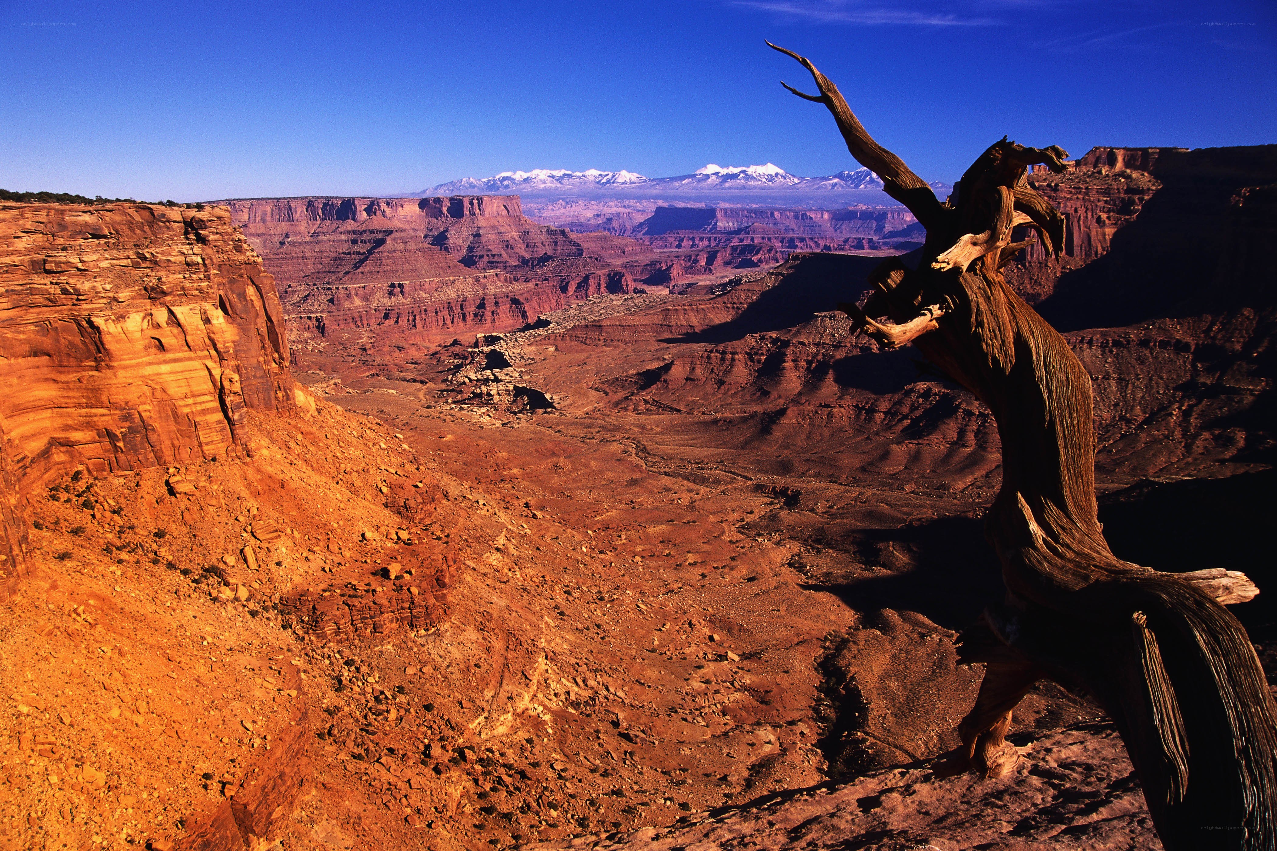 Desert canyon with snow-capped mountains