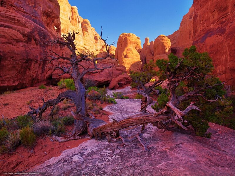 Desert canyon with twisted trees