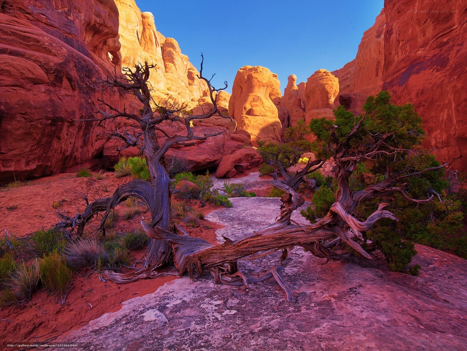 Desert canyon with twisted trees