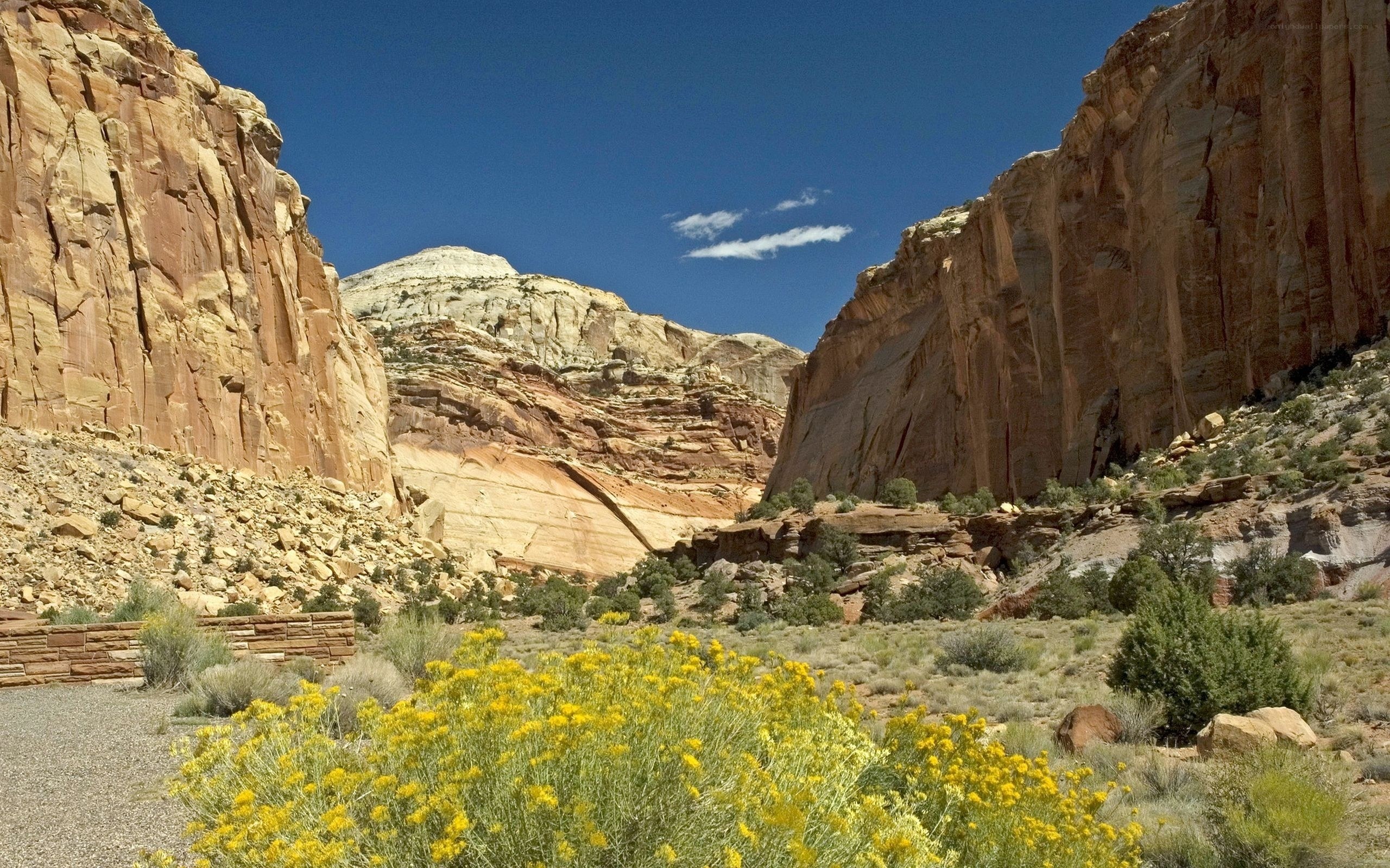Desert canyon with yellow flowers