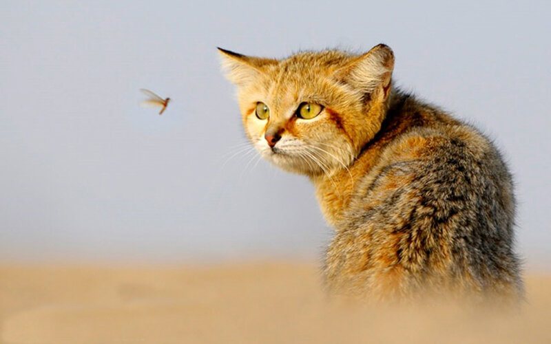 Desert cat watching a fly
