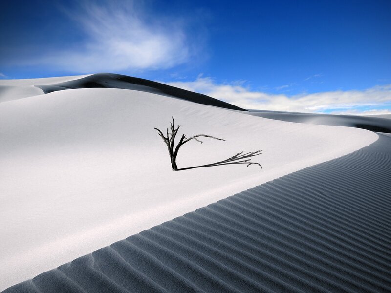 Desert dune with dead tree