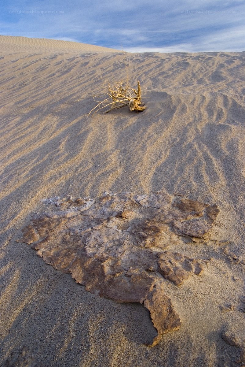 Desert dune with driftwood