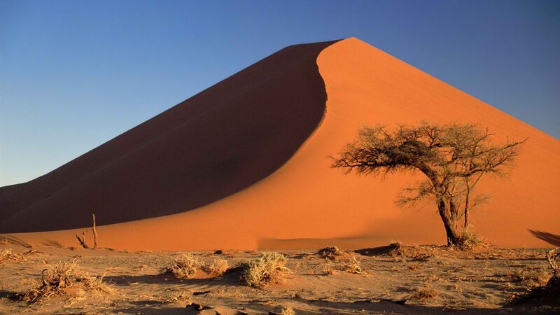 Desert dune with lone tree
