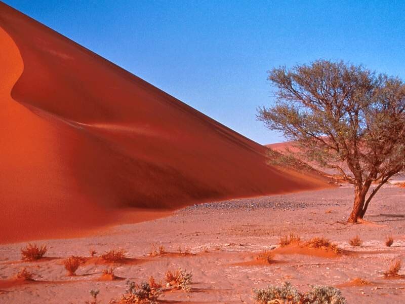 Desert dune with lone tree