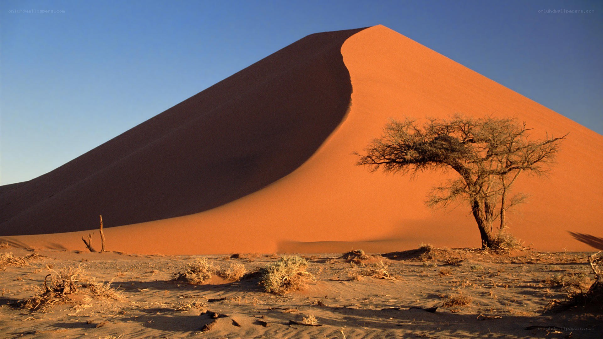 Desert dune with lone tree