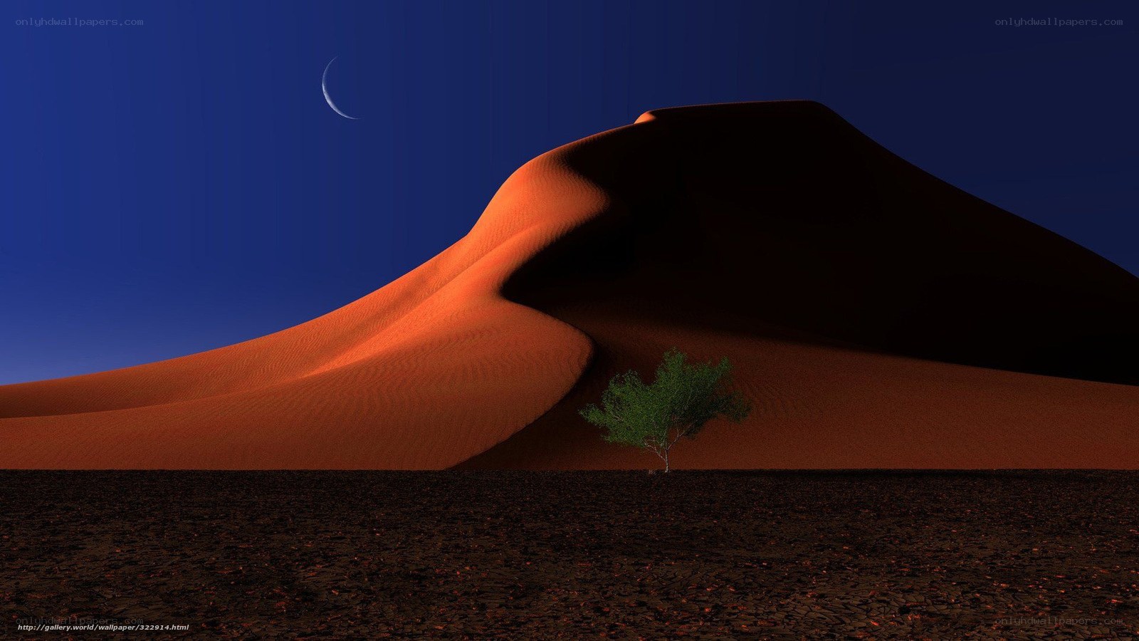 Desert dune with lone tree