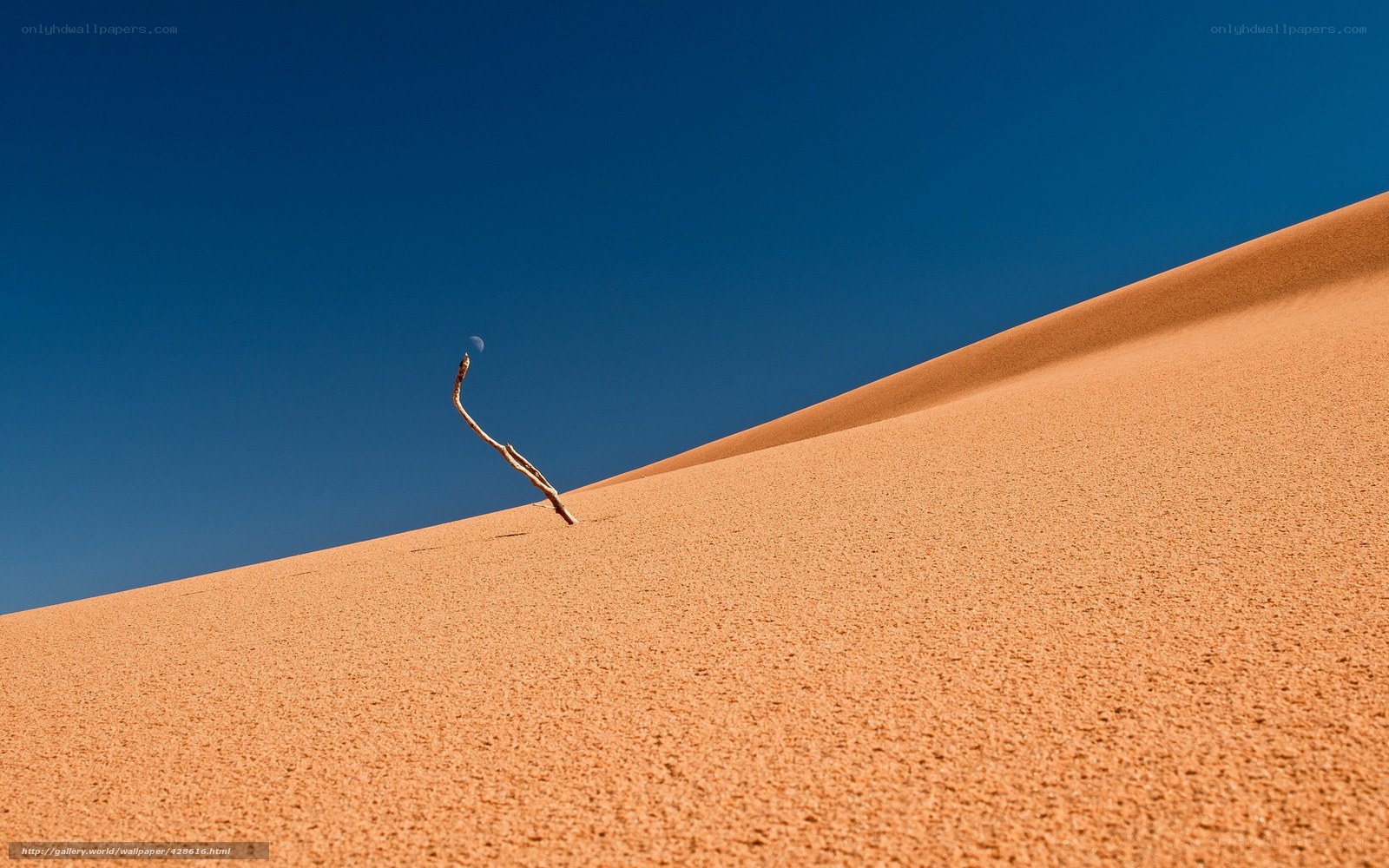 Desert dune with stick