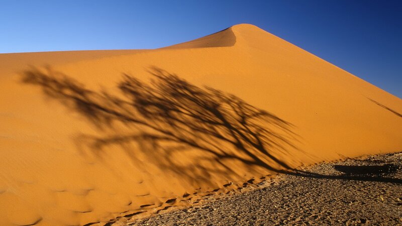 Desert dune with tree shadow