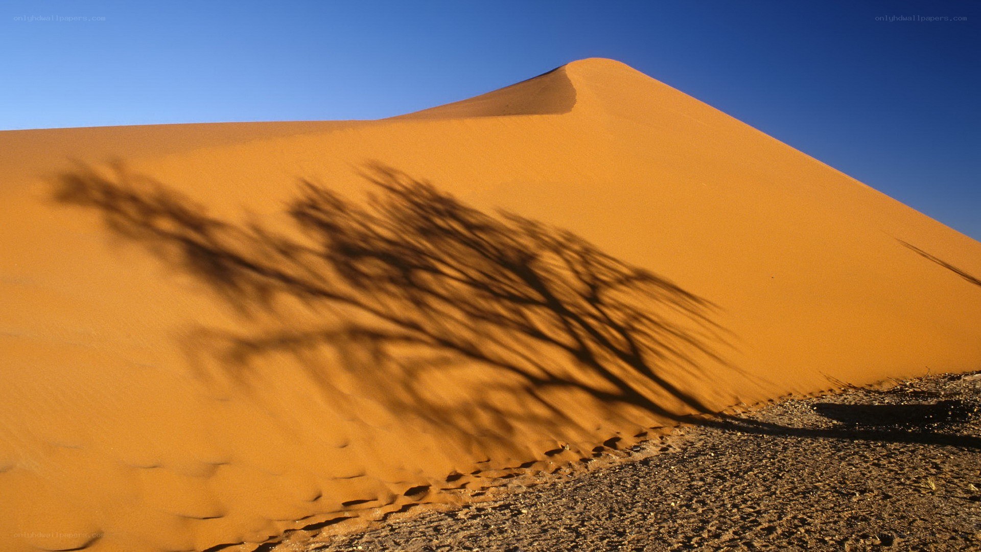 Desert dune with tree shadow