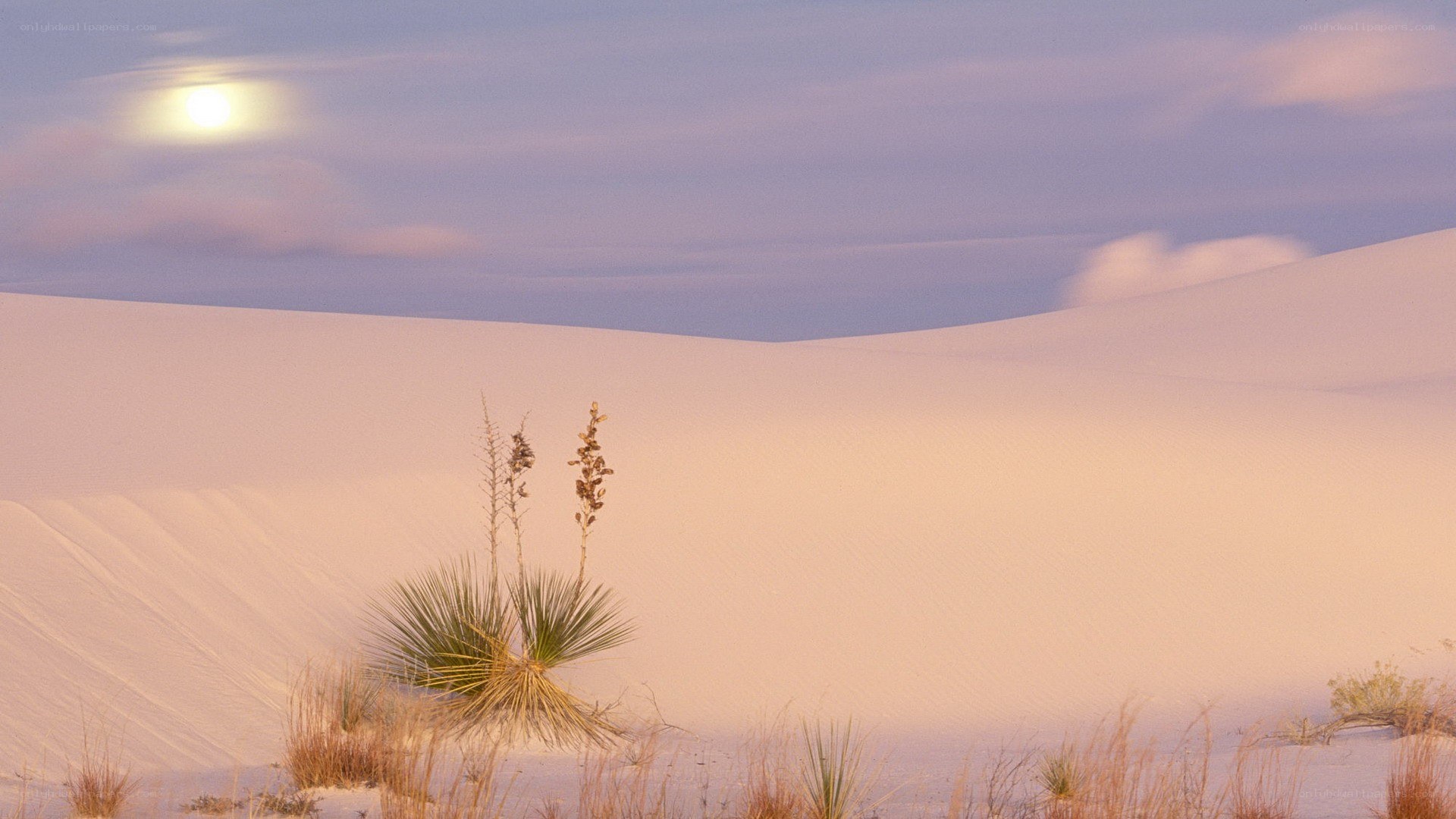 Desert dunes at dusk