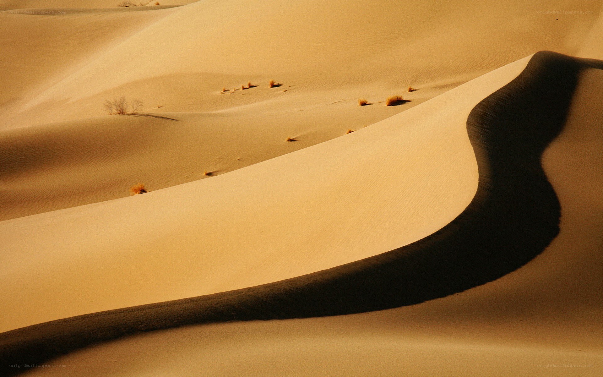 Desert dunes at golden hour