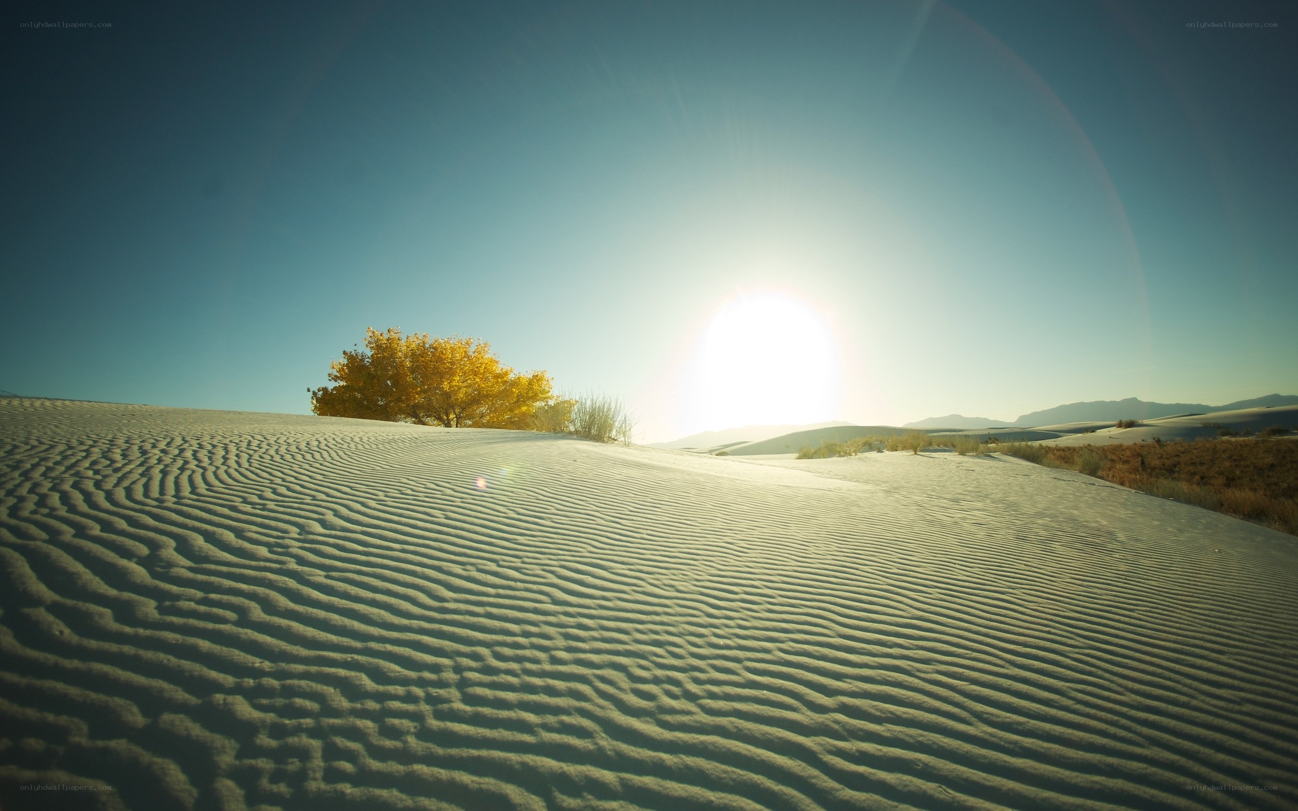 Desert dunes at sunrise