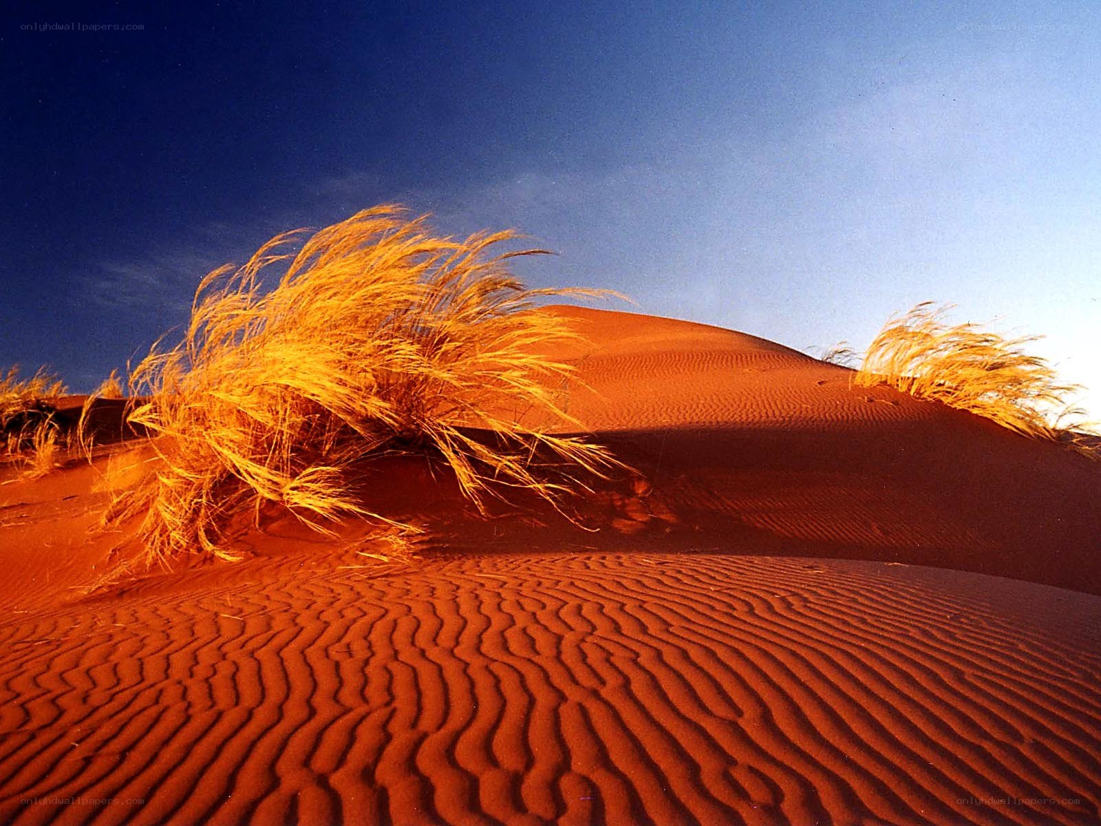Desert dunes at sunset