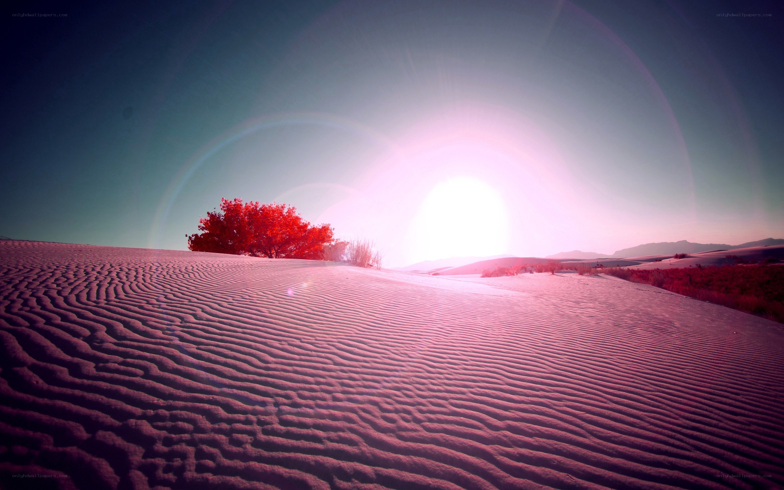 Desert dunes at sunset
