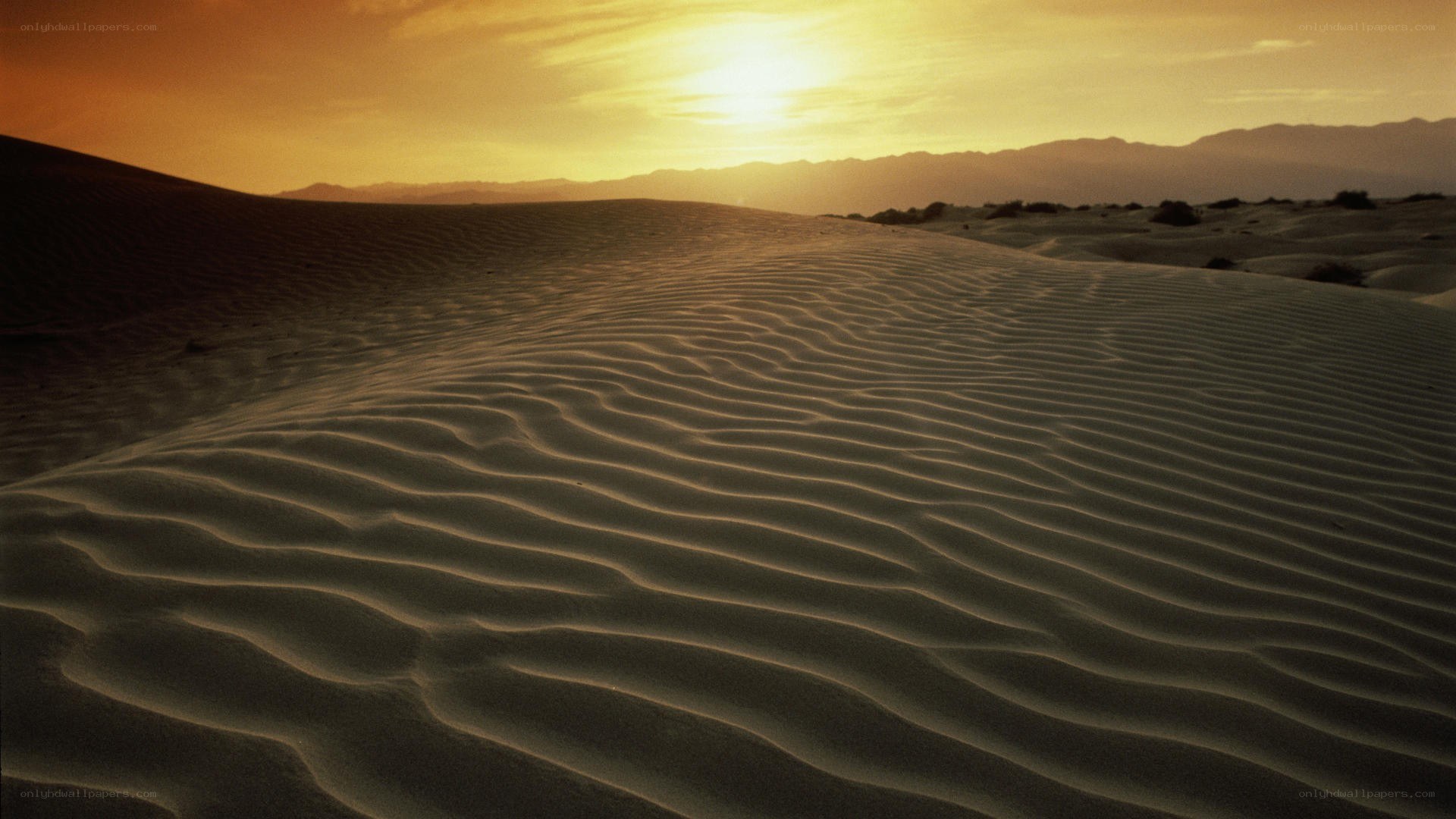 Desert dunes at sunset