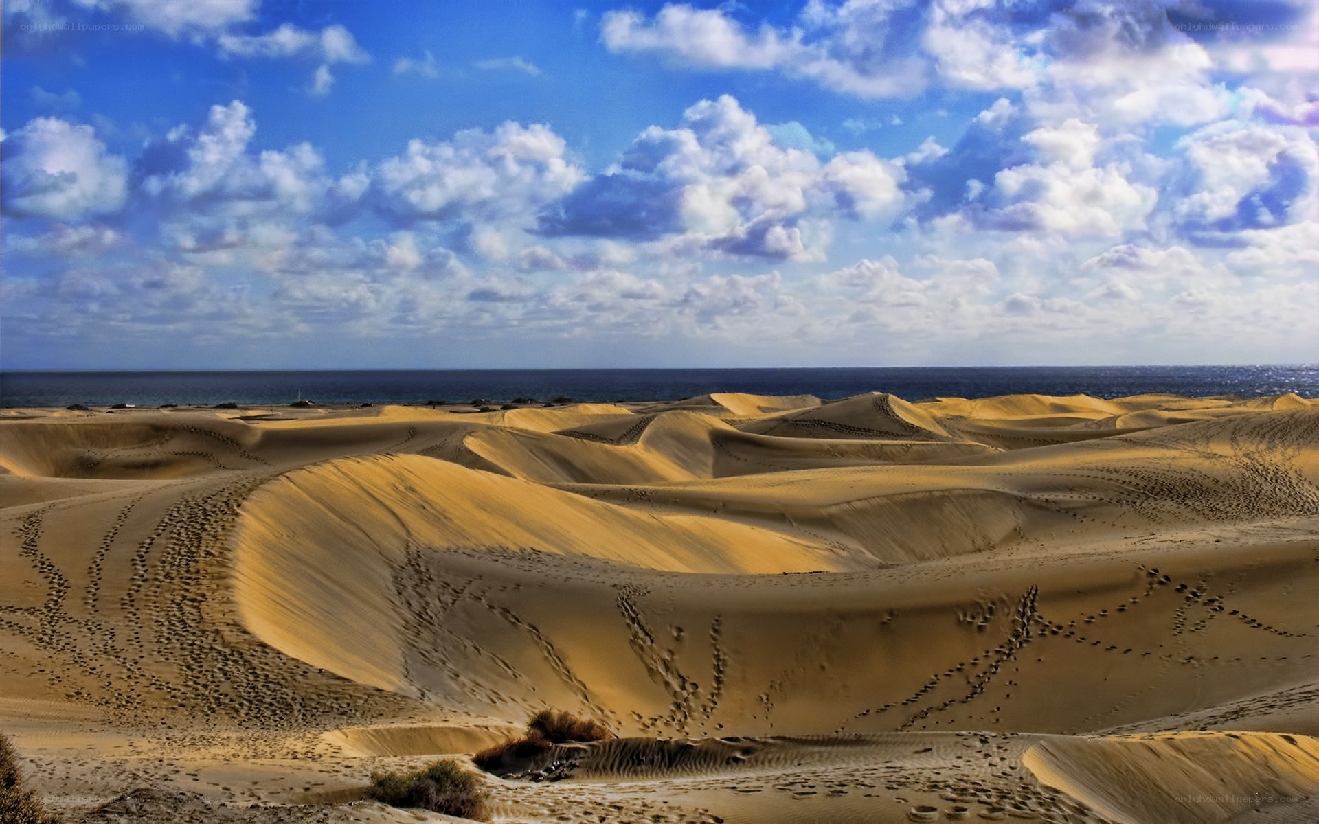 Desert dunes by the ocean