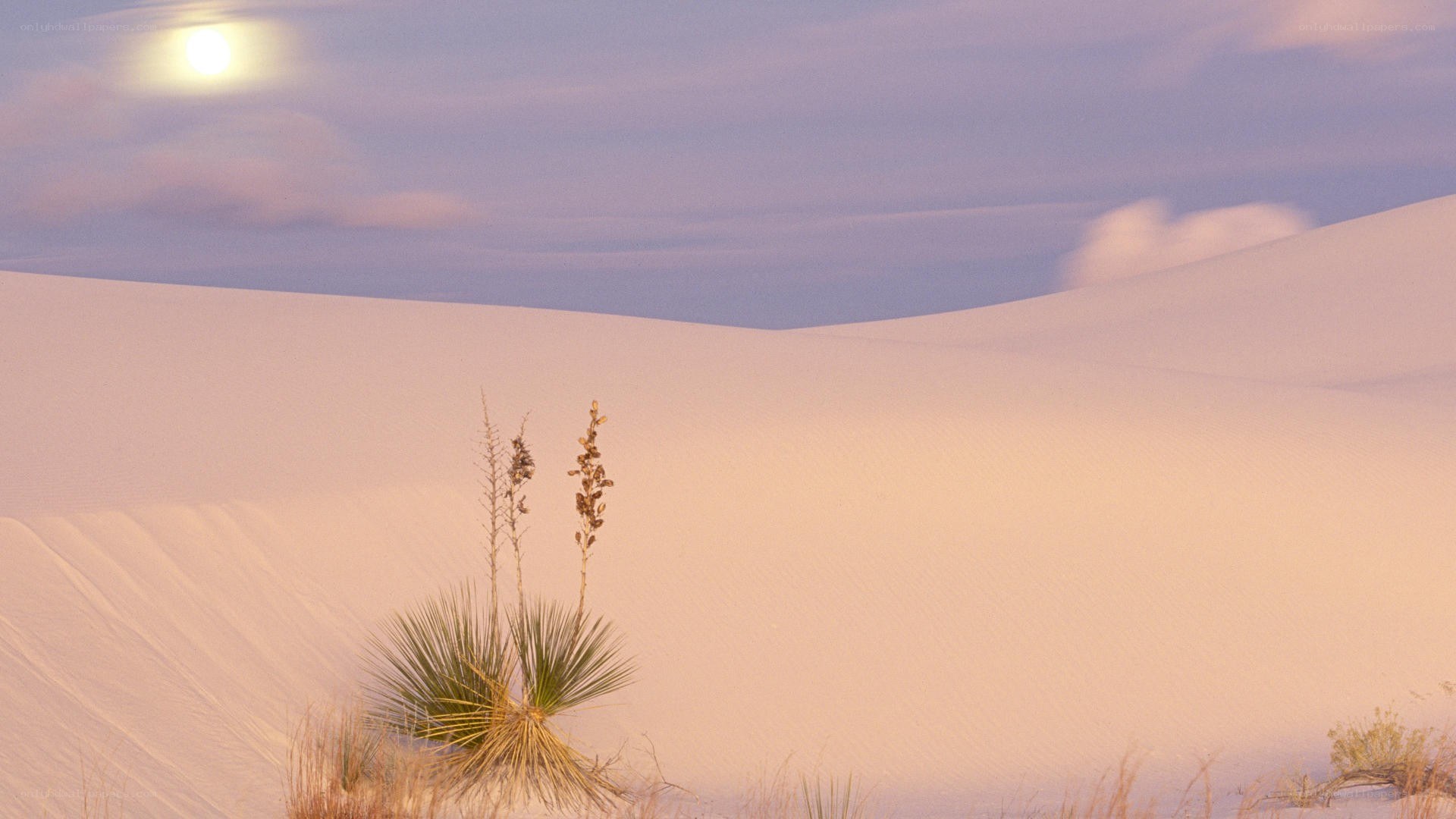 Desert dunes under moonlight