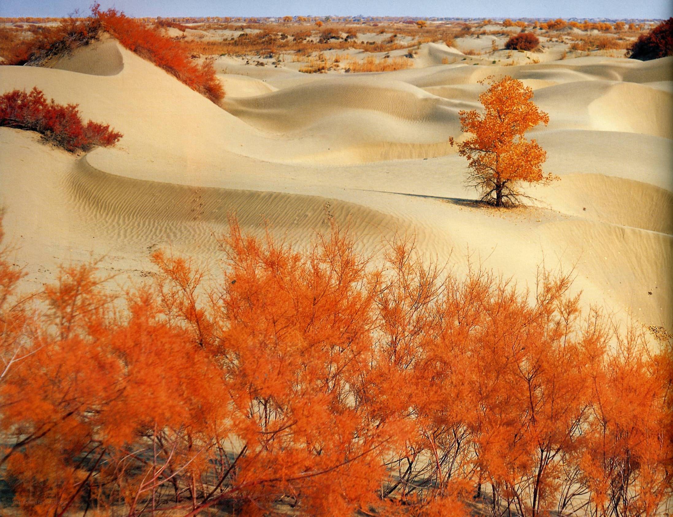 Desert dunes with autumn foliage
