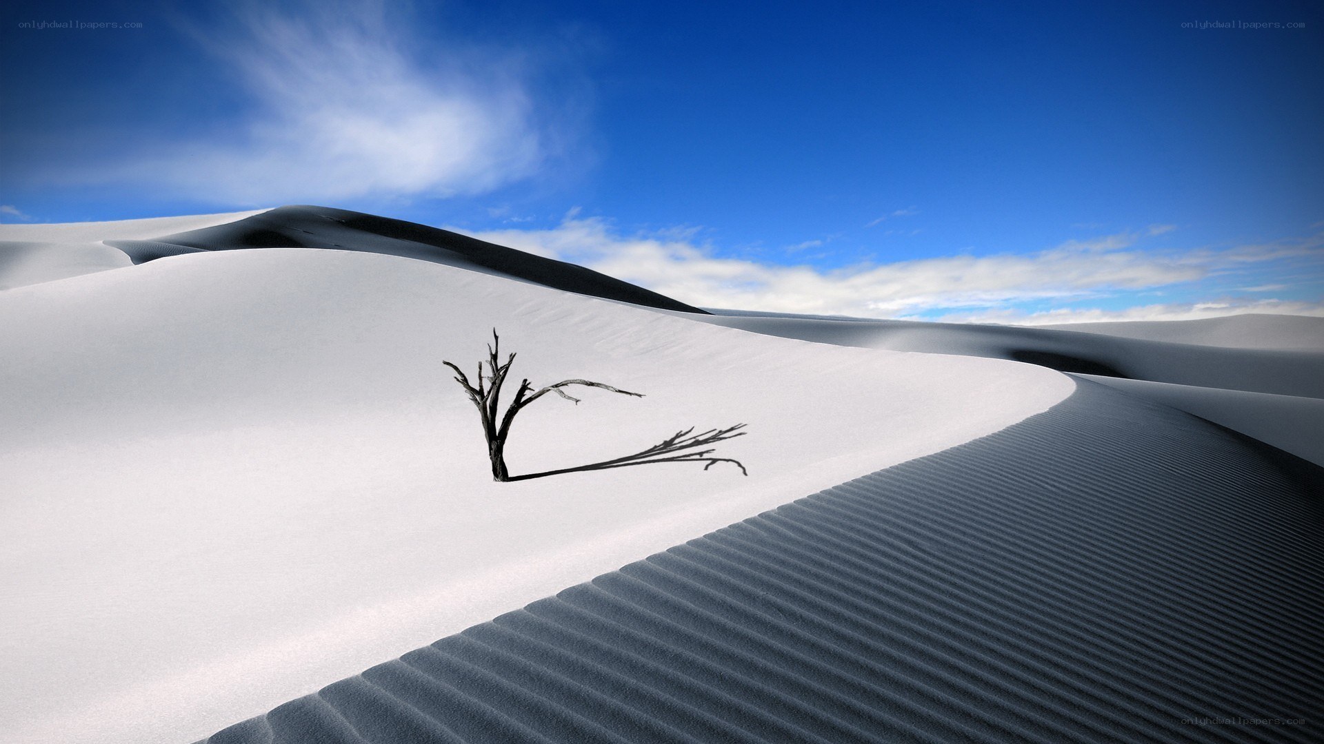 Desert dunes with dead tree