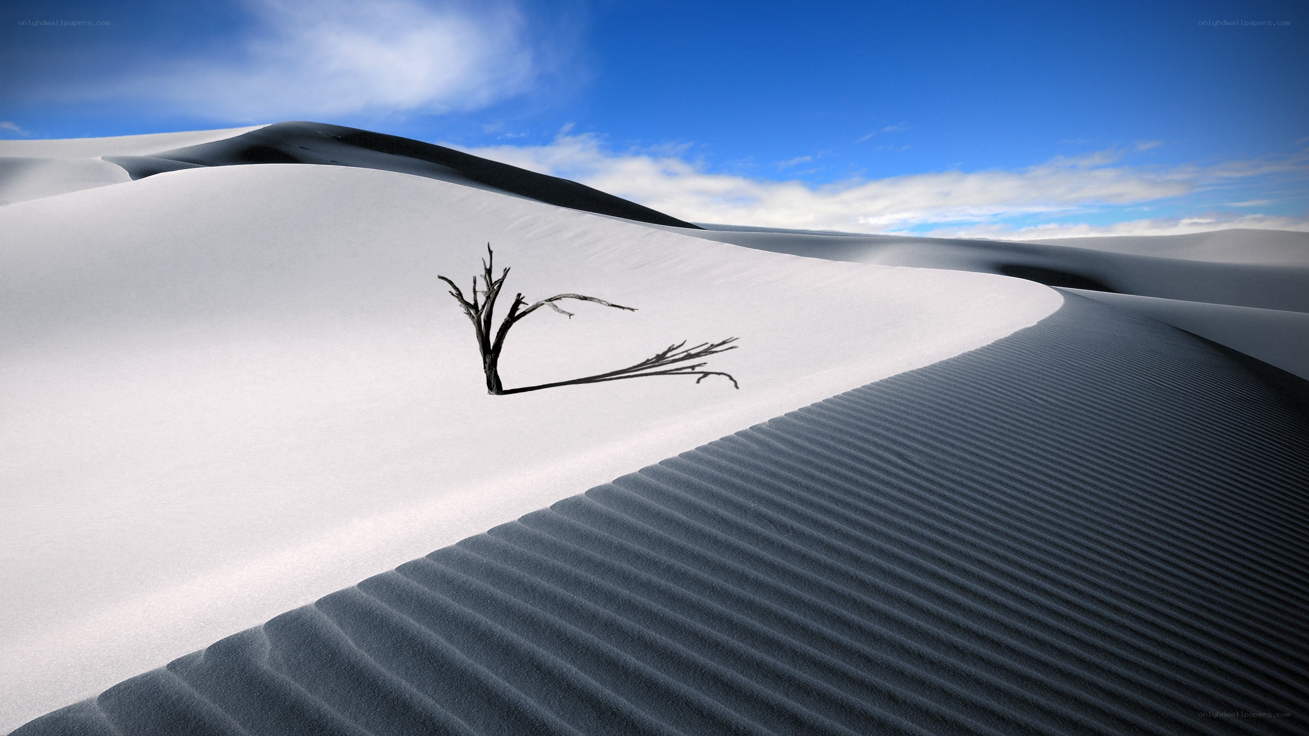 Desert dunes with dead tree